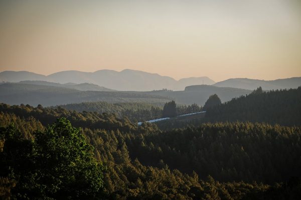 Magoebaskloof Plantations- Dijon Pinard